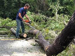 Tree and Shrub Care in Apache, OK