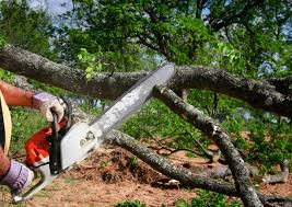 How Our Tree Care Process Works  in  Apache, OK